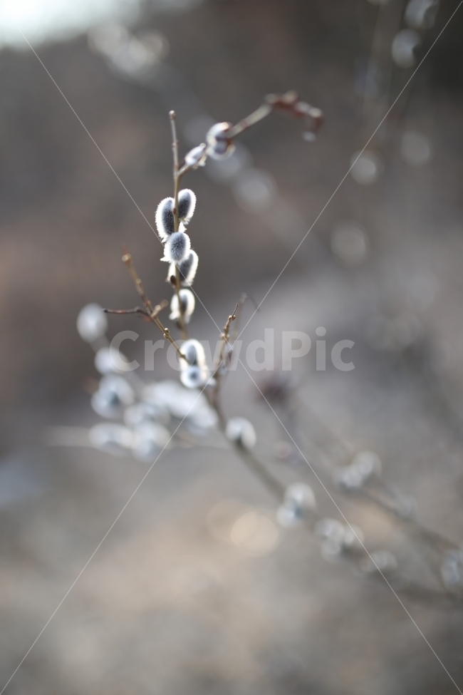 버들강아지,역광,심도,식물,나뭇가지,식물,자연,plants,nature