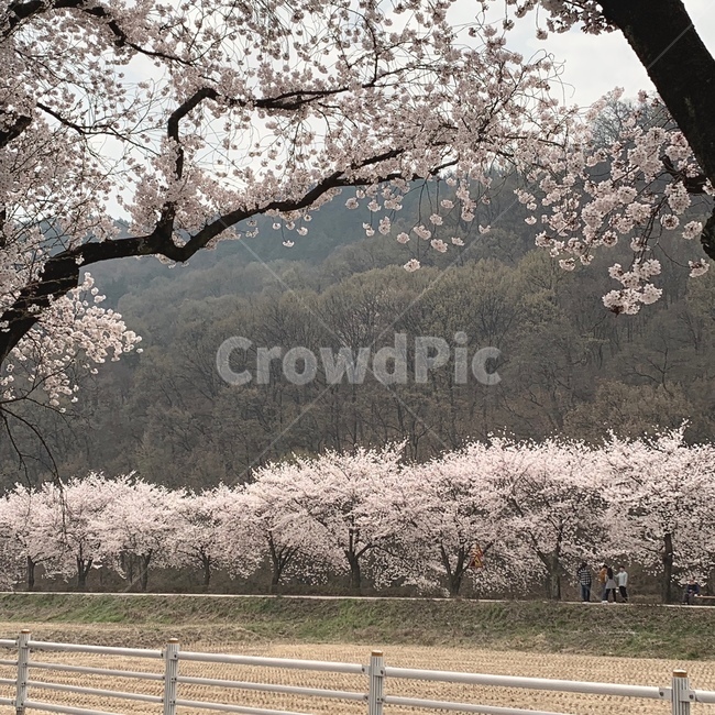 벚꽃,봄,벚꽃축제,도로,벚꽃길,4월,봄,계절,spring,season,자연,풍경,nature,landscape,plant,식물,flower,꽃,cherry blossom,blossom