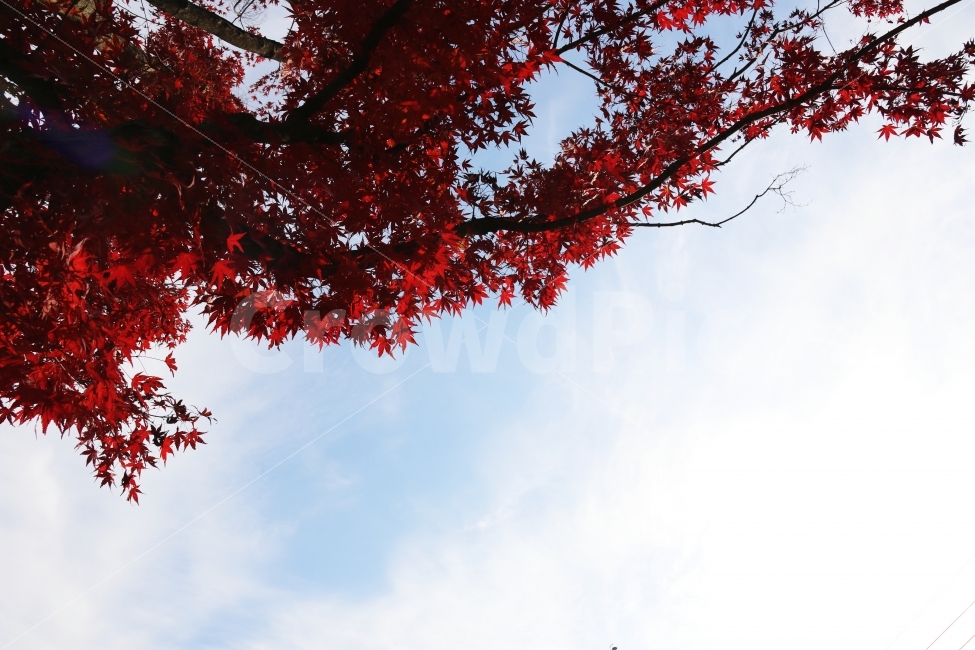 단풍,가을,가을단풍,풍경,가을풍경,가을배경,가을,계절,fall,autumn,season,식물,자연,plants,nature,leaf,잎,plant,tree,나무,maple