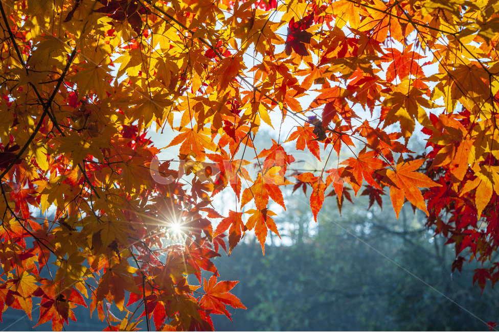 단풍,햇살,아침,가을,붉은색,힐링,가을,계절,fall,autumn,season,leaf,잎,plant,식물,tree,나무,maple