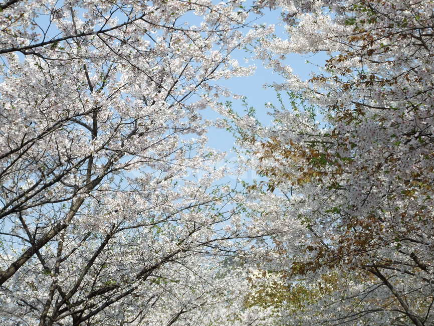 봄,꽃,식물,나무,봄꽃,봄,계절,spring,season,자연,풍경,nature,landscape,plant,flower,blossom