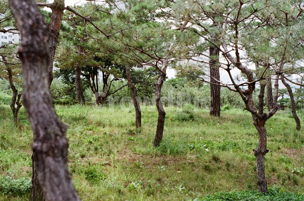 tree,나무,plant,식물,treetrunk,나무줄기,필름,필름사진,자연,풍경,nature,landscape,tree trunk,나무 줄기