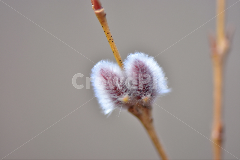 키버들,사진,식물,도감,plant,tree,nature,자연,생태,겨울,계절,나무,목본,학습,자료,study,겨울,계절,winter,season,식물,자연,plants,nature