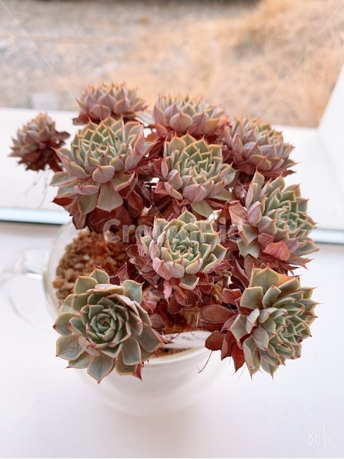 plant,식물,화분,러우,작은화분,작은화분