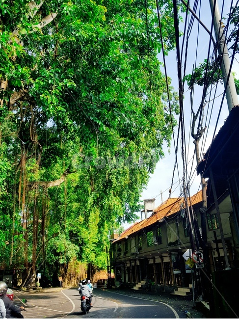 발리,bali,우붓,ubud,길,road,몽키포레스트,monkeyforeststreet,tree,나무,도시,풍경,city,landscape,해외,외국,세계,foreign,oversea,world,세계도시풍경,해외도시풍경,외국도시풍경,world cityscape,train track,기찻길,rail,레일,transportation,교통,railway,철도