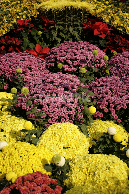 국화,꽃,가을,color,flower,식물,자연,plants,nature,꽃,flower