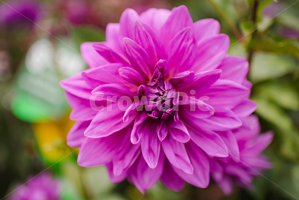 식물,달리아,꽃,flower,자연,보라,보라색,dahlia,blossom