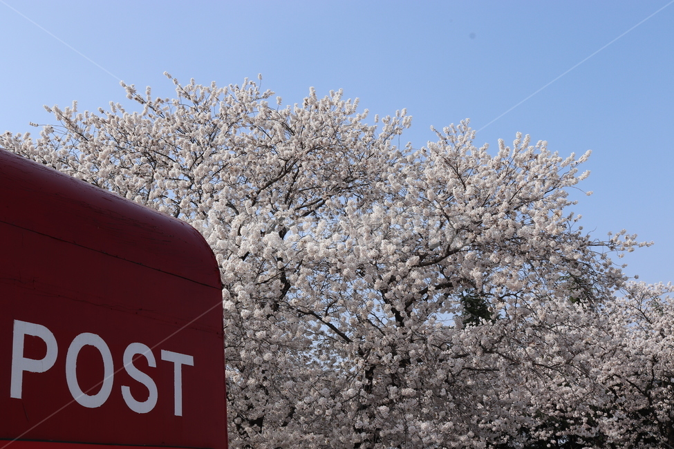 flower,cherryblossoms,post,벚꽃,꽃,나무,편지,우체통,봄,계절,봄,계절,spring,season,식물,자연,plants,nature,나무,trees,wood,plant