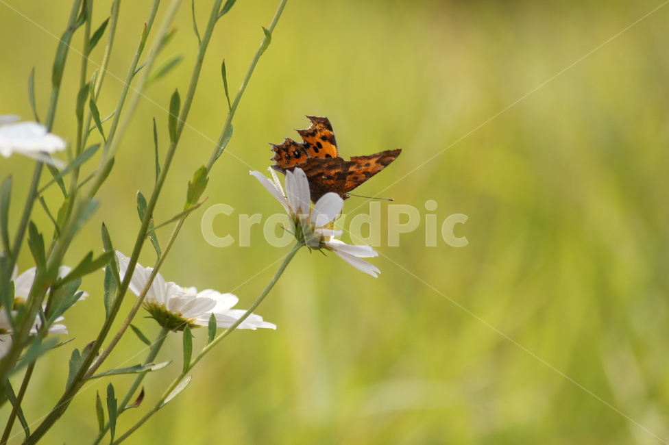 외톨이,나비,꽃,향기,봄,식물,자연,plants,nature,꽃,flower,동물,animal,곤충,벌레,insect,bug