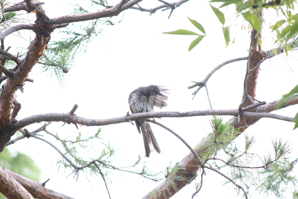 bird,새,accipiter,animal,동물,매,더위,목욕,샤워,shower,hot,동물,animal,조류,새,birds