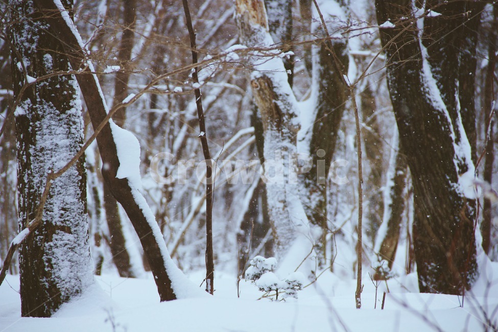 눈,숲,제주도,겨울,tree,색감,아름다움,배경화면,snow,겨울,계절,winter,season,식물,자연,plants,nature,나무,trees,wood,감성,sensible,feeling