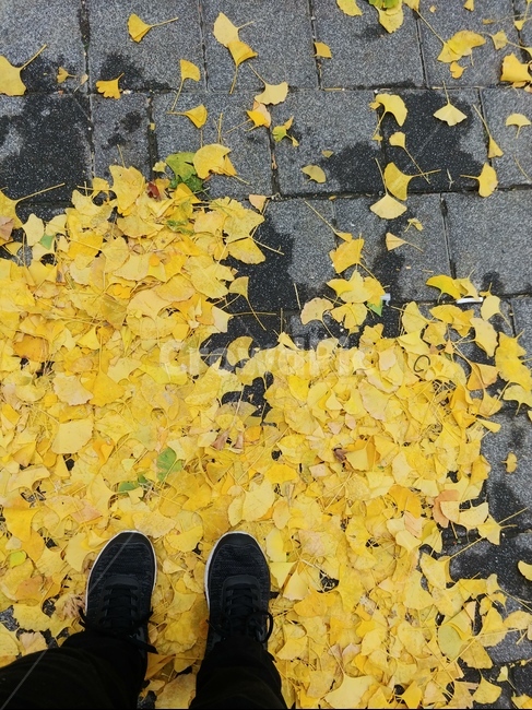 은행잎,단풍,식물,leaf,plant,apparel,의복,autumn,fall,가을