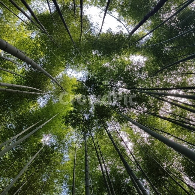 대나무,대나무숲,나무,자연,식물,죽,빽빽한하늘,나뭇잎,식물,자연,plants,nature,나무,trees,wood,휴식,힐링,rest,relaxation,healing
