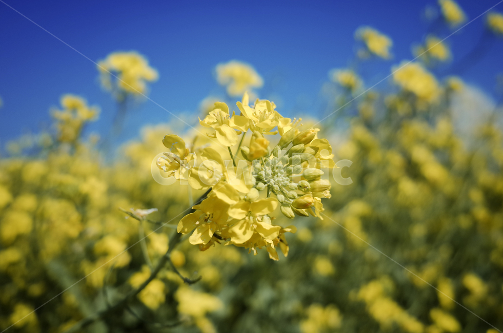 유채꽃,유채,yellow,plant,식물,flower,꽃,봄,봄꽃,노란꽃,green,노란,초록