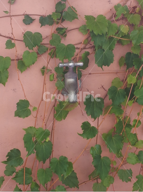 수도꼭지,담쟁이,멈춘시간들,faucet,stoppingtime