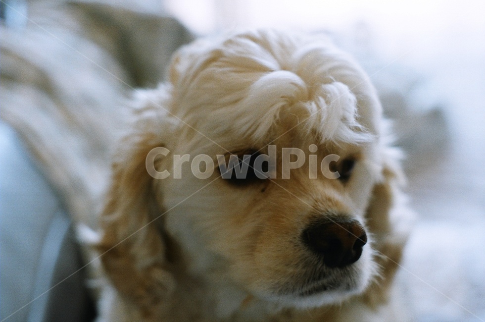 반려견,일상,코카스파니엘,강아지,개,필름카메라,동물,animal,포유류,mammal,개,강아지,dog,doggy