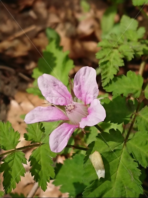 plant,식물,flower,꽃,blossom,식물,자연,plants,nature,꽃,flower