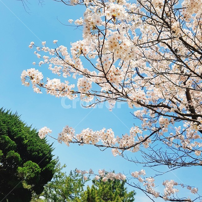 벚꽃,봄,하늘,따뜻,화사,식물,자연,plants,nature,꽃,flower