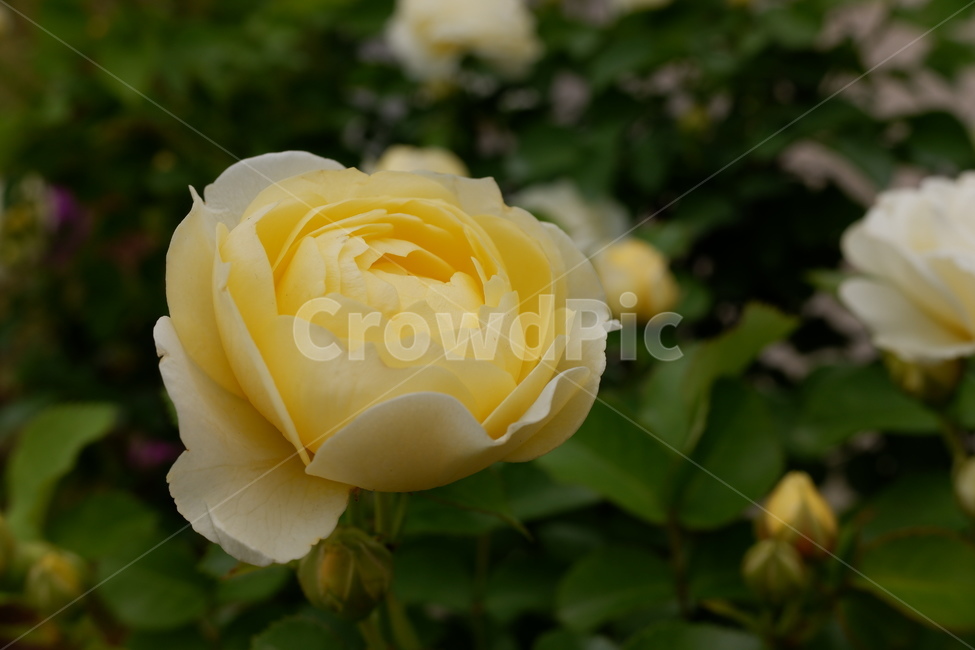 장미,노란장미,rose,꽃,folwer,자연,식물