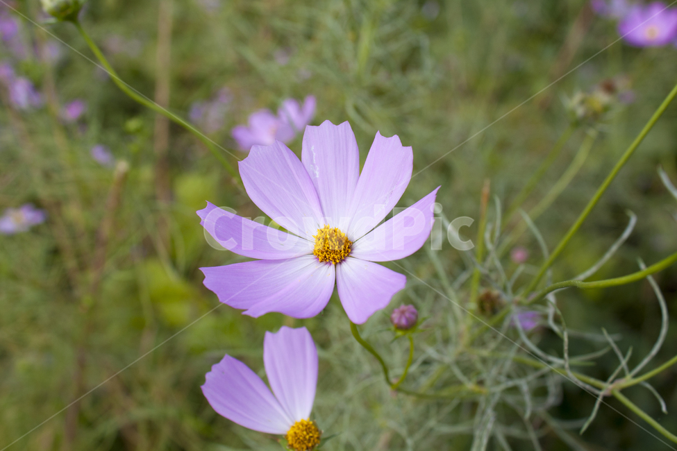 코스모스,꽃,가을,flower,감성사진,가을,계절,fall,autumn,season,식물,자연,plants,nature,꽃,flower,plant