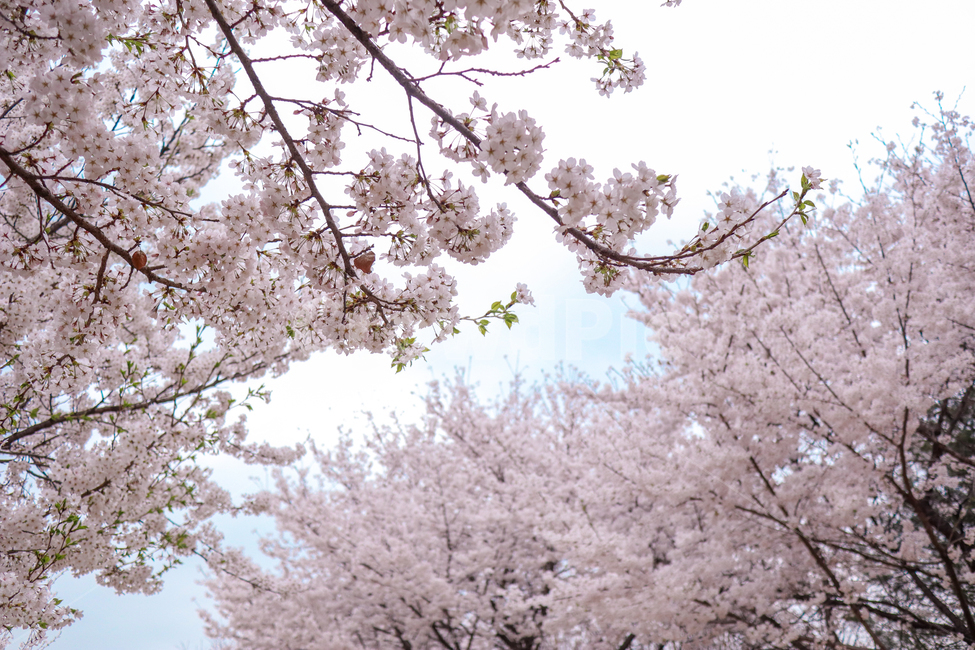 벚꽃,봄,핑크,꽃,풍경,식물,나무,벚꽃나무,꽃놀이,계절,season,wood,plant,nature,자연,landscape,flower,flowers,pink,spring,blossom,sherryblossom,하늘,봄,계절,spring,season,식물,자연,plants,nature,꽃,flower,cherry blossom