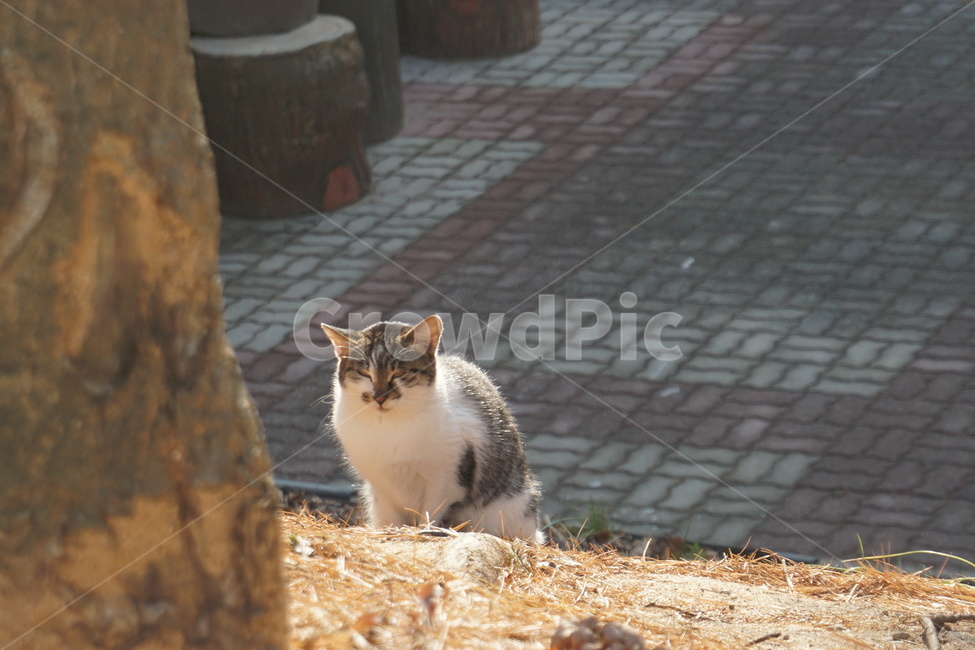 cat,고양이,animal,동물,pet,애완동물,mammal,포유류