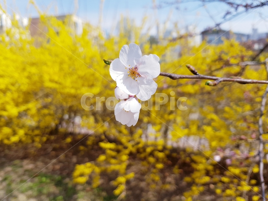 봄,벗꽃,개나리,4월,파릇파릇,하늘,노란색,산책로,봉우리,나무