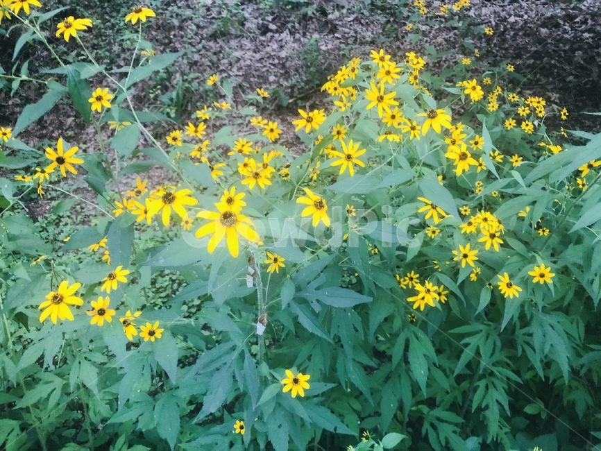 해바라기,식물,초록,노랑,새감,꽃,풍경,자연,식물,자연,plants,nature