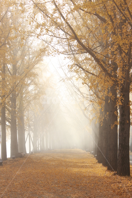 nature,자연,weather,날씨,outdoors,옥외,안개,빛,은행나무,가을,계절,fall,autumn,season