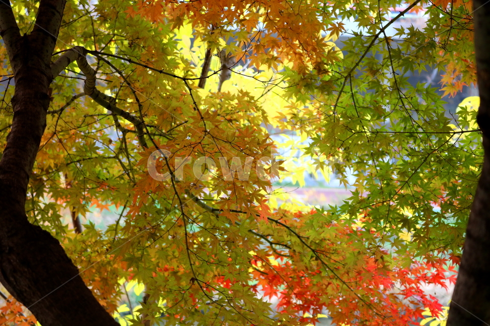 나무,단풍,단풍나무,식물,가을,자연,가을,계절,fall,autumn,season,leaf,잎,plant,tree,maple