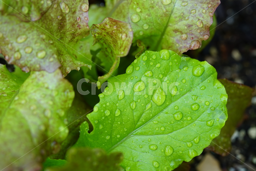 상추,자연,식물,빗물,야채,채소,재배,빗방울,생명,비,접사,녹색,green,흙,땅,식물,자연,plants,nature,채소,야채,vegetables,산업,industry,industrial,농업,농사,agriculture,farming,farming industry