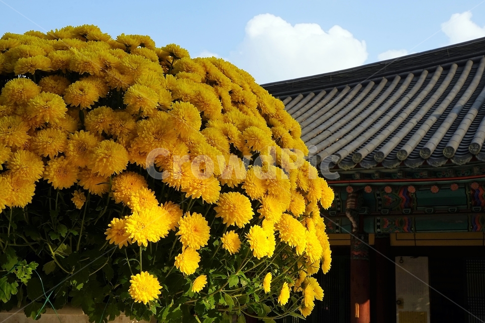 가을,국화,노랑,만개,빛,꽃,지붕,구름,사찰,buddhisttemple,light,fullbloom,bloom,yellow,fall,autumn,chrysanthemum,향기,우아함,계절,season,flower,floral,nobility,고귀함,가을대표,사찰배경,기와,templebackground,단청,전통건축물,한국전통,국화꽃화분,기와집,전통,한옥,패턴,옥상,배경,전통적인,한국의construction,한국문화,koreantraditional,koreanculture,건축물,건물외,가을꽃,식물,노랑꽃,꽃봉오리,국화꽃,plant관,exterior,building,structure,architecture,가을감성,한국전통,한국문화,korean traditional,korean culture,식물,자연,plants,nature,꽃,flower,건축물,건물외관,exterior,building,structure,architecture,construction