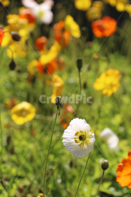 일본,가고시마,꽃,봄,자연,튤립,tulip,바람