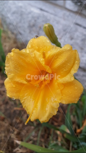 노랑,꽃,yellow,빗물,물방울,자연,식물,빗속,식물,자연,plants,nature,꽃,flower