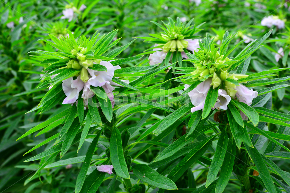 참깨,참깻잎,참기름,참깨밭,참깨꽃,고소한맛,건강식품,sesame,향기,식재료,초본,식물,1년초,밭농사,시골,재배,신선한,싱싱한,무성한,풍작,녹색,그린,green,식물,자연,plants,nature,꽃,flower