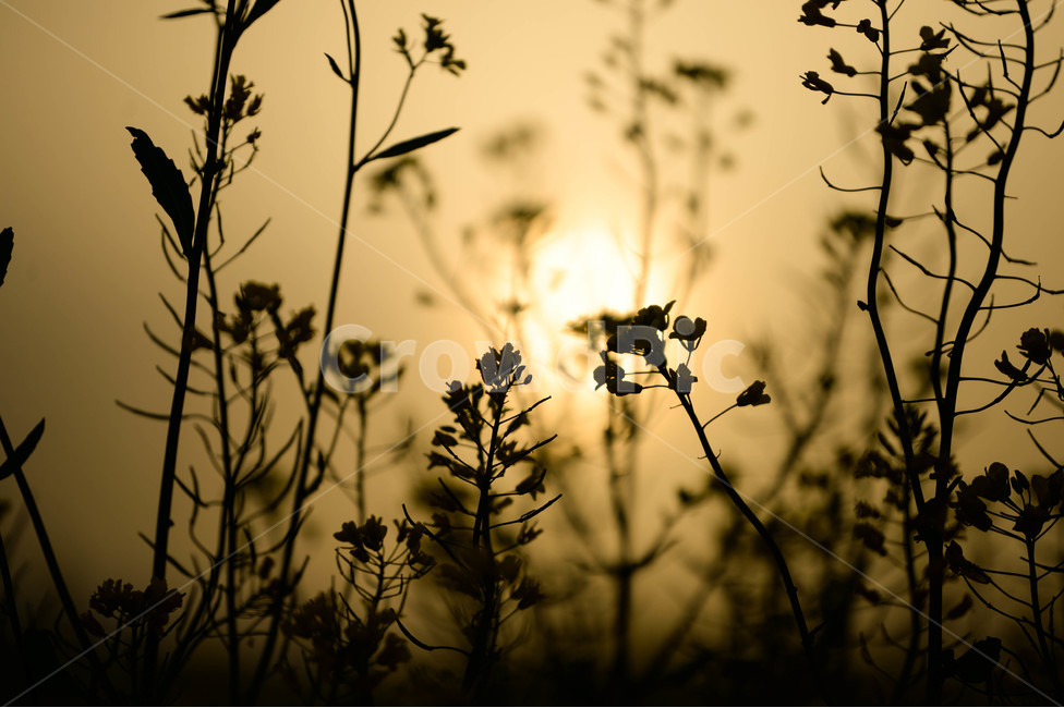 유채꽃,유채,노을,해질녘,제주,제주도,풍경,실루엣,식물,자연,plants,nature,꽃,flower,실루엣,그림자,silhouette,shadow,감성,sensible,feeling