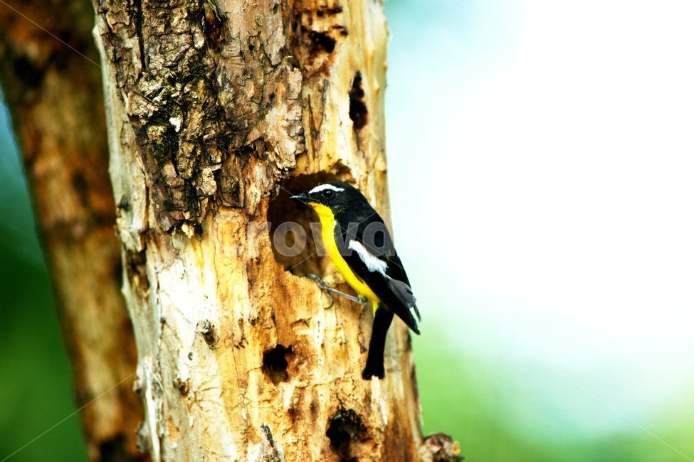 bird,새,animal,동물,둥지,동물,animal,조류,새,birds