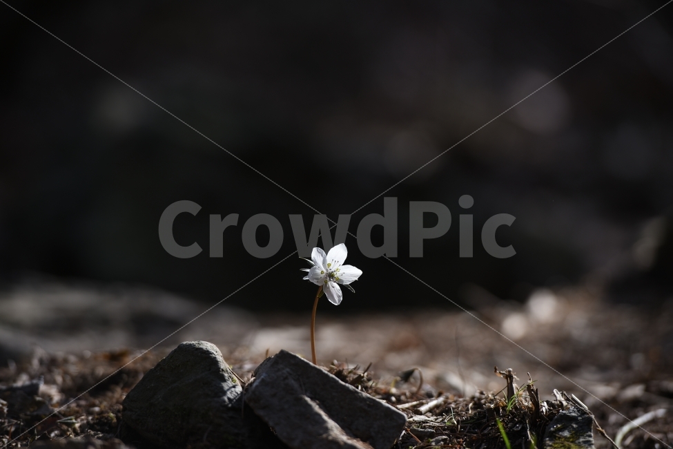 바람꽃,꽃,하얀꽃,작은꽃,한송이,식물,자연,plants,nature,감성,sensible,feeling,꽃,flower