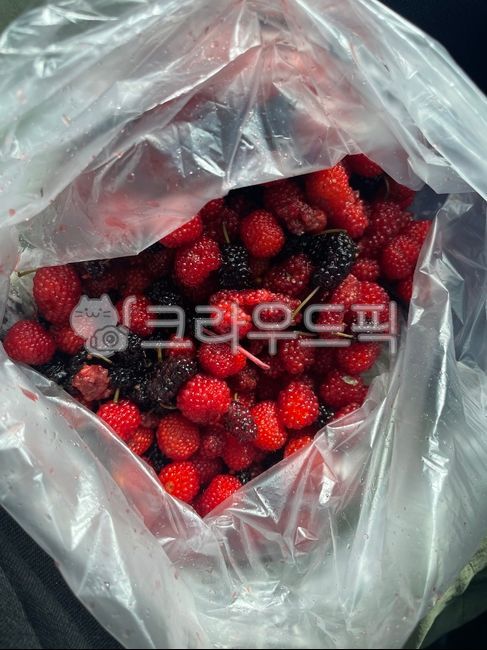 berry,fruit,과일,raspberry,산딸기,food,라즈베리,생산딸기