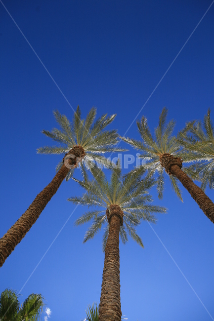 야자수,파란하늘,휴가,트로피컬,palmtree,화창,맑음,나무,자연,bigtree,세그루,blue,트로피칼