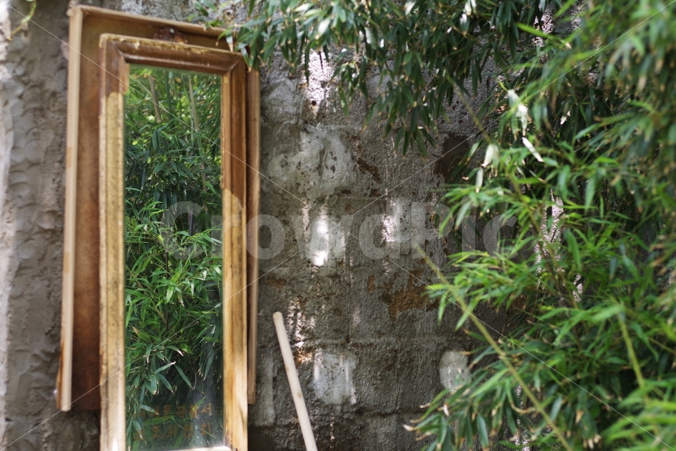거울,반영,대나무,반영사진,감성사진,여름,초록,벽,배경화면,mirror,reflect,reflectshot,bamboo,green,summer,wall,gray,graywall,greenbamboo,background,beauty,beautiful,식물,자연,plants,nature,사물,물건,오브젝트,thing,object,matter