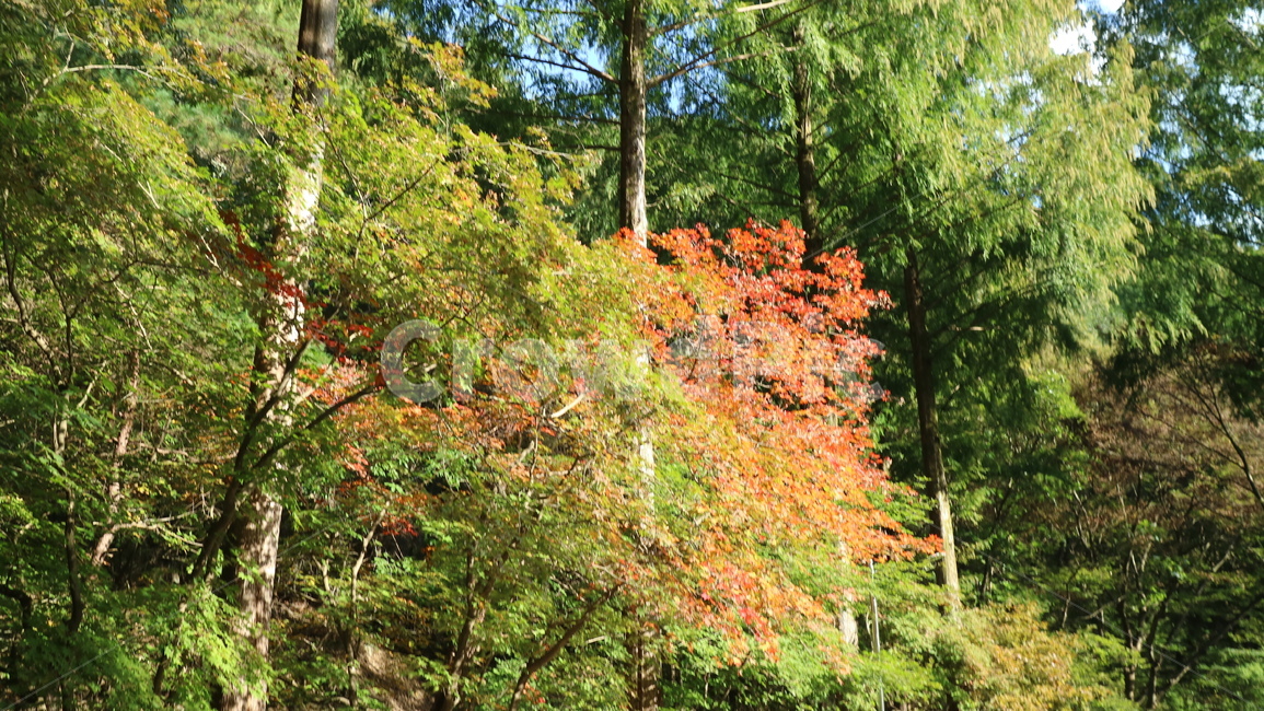 plant,식물,tree,나무,단풍,가을,숲