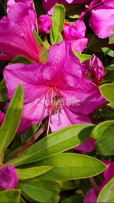 철죽,자연,벌,일,꿀벌,빨강,꽃,봄,집중,봄,계절,spring,season,식물,자연,plants,nature,꽃,flower,동물,animal,곤충,벌레,insect,bug,plant,blossom