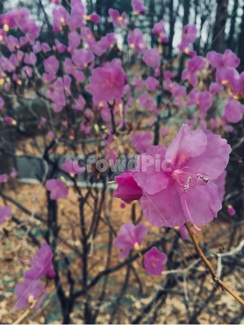 진달래,봄,꽃,자연,식물,봄,계절,spring,season,식물,자연,plants,nature,꽃,flower,geranium,제라늄,blossom,plant