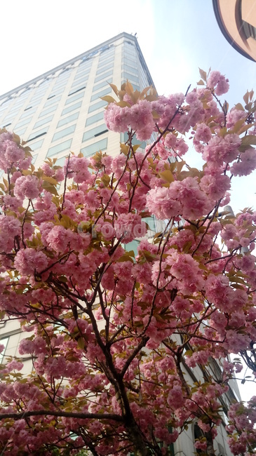 겹벚꽃,벚꽃,꽃,봄,식물,식물,자연,plants,nature,꽃,flower,나무,trees,wood