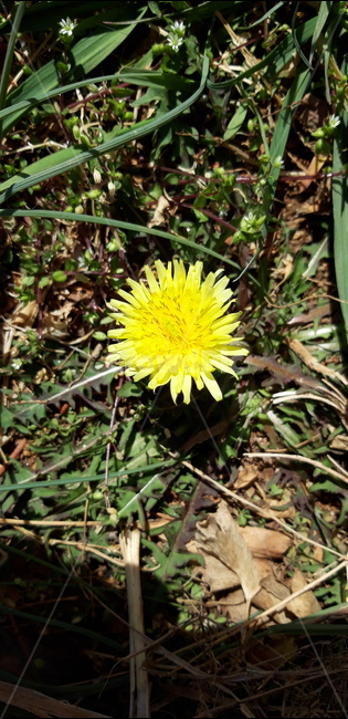 민들레,노랑,노란,민들래,꽃,풀,식물,flower,꽃잎,행복,노랑이,노란꽃,민들레꽃,행복한꽃,들꽃,약초꽃,수수한꽃,먹는꽃,약되는꽃