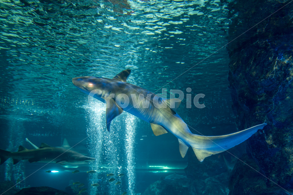 shark,jaws,Pisces,fish,aquarium