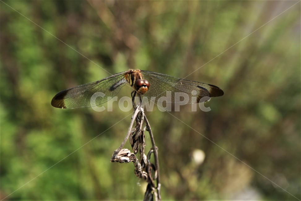 깃동잠자리,잠자리과,수서곤충,잠자리,곤충,동물,동물,animal,곤충,벌레,insect,bug