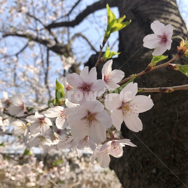 봄,벚꽃,cherryblossoms,따뜻한,자연,nature,warm,spring,낮,계절,season