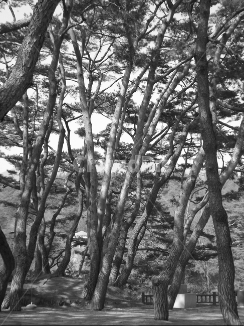 의림지,소나무,나무,유원지,숲,자연,자연,풍경,nature,landscape,흑백,모노톤,monochrome,black and white,tree,tree trunk,나무 줄기,plant,식물